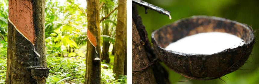 The BRIDGESTONE group owns rubber plantations in Liberia