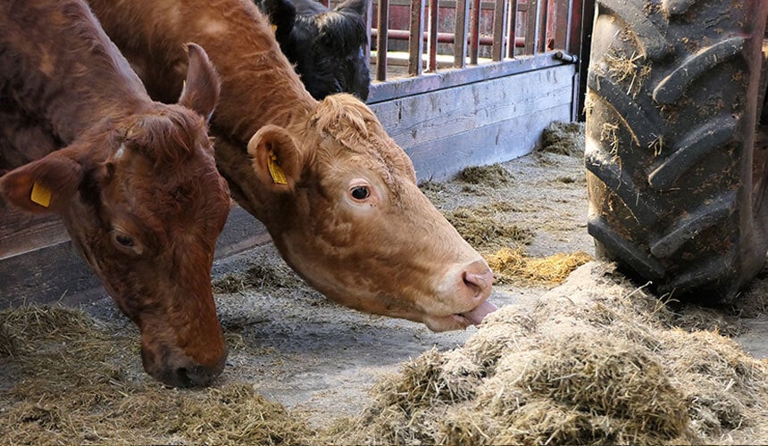 An agricultural tyre that is efficient for work in a livestock building