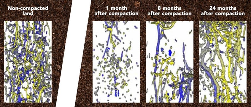 Representation of natural recolonisation by earthworms after soil compaction